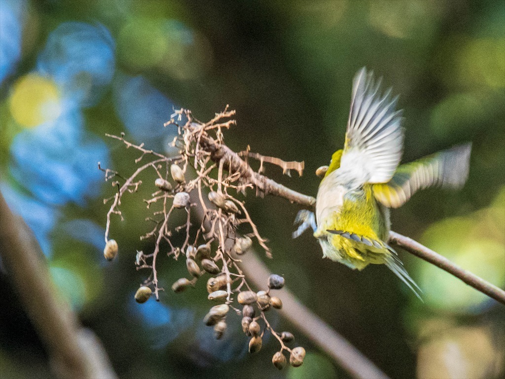 昨日の鳥見 メジロの採餌を近くから編 こぶたのお部屋