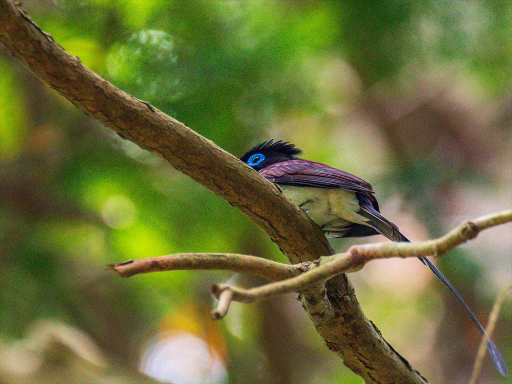 本日の鳥見(ちんちくりんのサンコウチョウ編): こぶたのお部屋